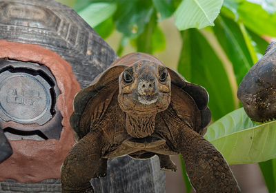 Imagen: Quad Lock × IOTA: How Our Mounts Support Tortoise GPS Research