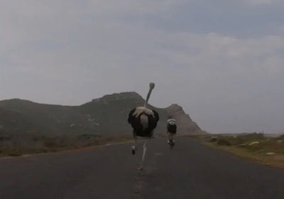 Imagen: Top 5 Youtube Videos - Animals vs Cyclists